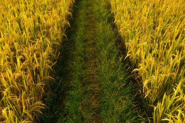 Beautiful morning view indonesia Panorama Landscape paddy fields with beauty color and sky natural light