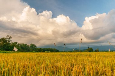 Beautiful morning view indonesia Panorama Landscape paddy fields with beauty color and sky natural light