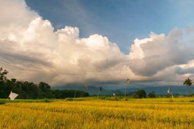 Beautiful morning view indonesia Panorama Landscape paddy fields with beauty color and sky natural light