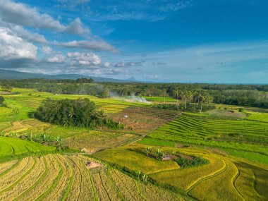 Beautiful morning view indonesia Panorama Landscape paddy fields with beauty color and sky natural light