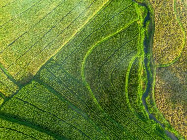 Beautiful morning view indonesia Panorama Landscape paddy fields with beauty color and sky natural light