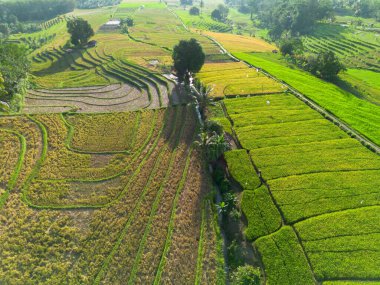 Beautiful morning view indonesia Panorama Landscape paddy fields with beauty color and sky natural light