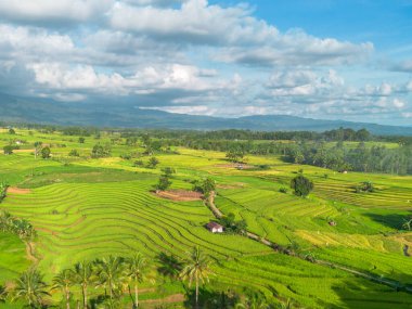 Beautiful morning view indonesia Panorama Landscape paddy fields with beauty color and sky natural light
