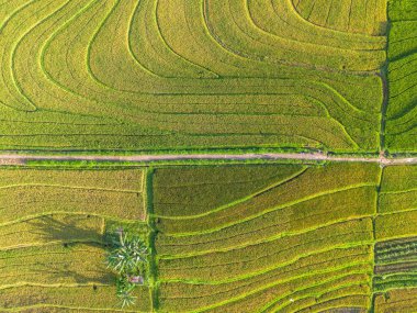 Beautiful morning view indonesia Panorama Landscape paddy fields with beauty color and sky natural light