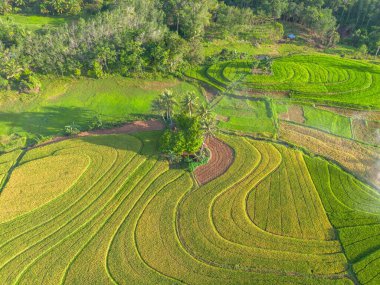 Beautiful morning view indonesia Panorama Landscape paddy fields with beauty color and sky natural light