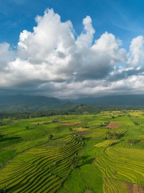Beautiful morning view indonesia Panorama Landscape paddy fields with beauty color and sky natural light