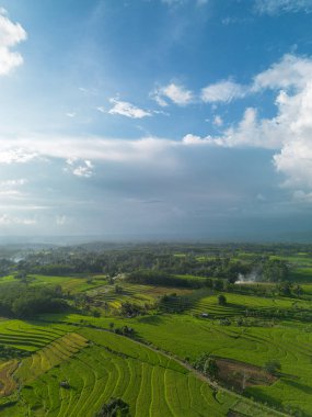 Beautiful morning view indonesia Panorama Landscape paddy fields with beauty color and sky natural light