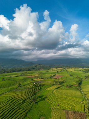 Beautiful morning view indonesia Panorama Landscape paddy fields with beauty color and sky natural light