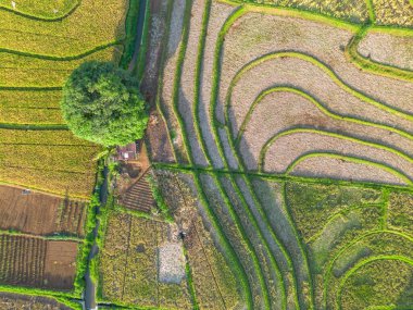Beautiful morning view indonesia Panorama Landscape paddy fields with beauty color and sky natural light