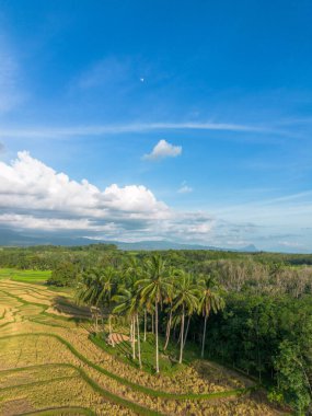 Beautiful morning view indonesia Panorama Landscape paddy fields with beauty color and sky natural light