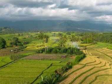 Beautiful morning view indonesia Panorama Landscape paddy fields with beauty color and sky natural light