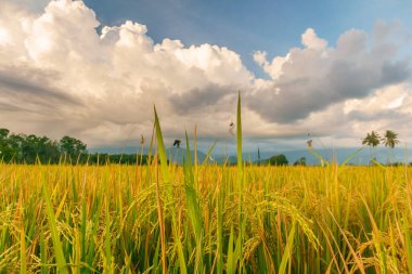 Beautiful morning view indonesia Panorama Landscape paddy fields with beauty color and sky natural light
