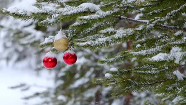 Снегопад Зимнем Еловом Лесу Много Снега Три Рождественских Шара Висят — стоковое видео