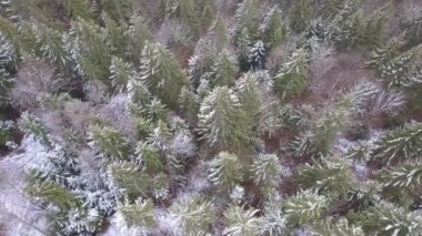 Flight over mixed forest. Tree branches are covered with light snow. Aerial view flat lay