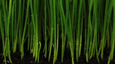 Thick young grass from roots to arrow -shaped ends