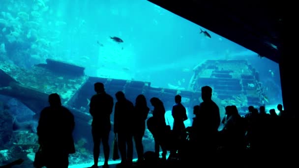 Het Singapore Aquarium Verzonken Schip Veel Verschillende Vissen Zeedieren Silhouetten — Stockvideo