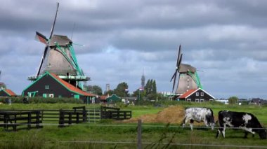 Hollanda 'da. Zaanse Schans 'ta yaz günü. Hakiki Hollanda yel değirmenleri ve inekleri. Ağır bulutlar hızla gökyüzünde koşuyor.