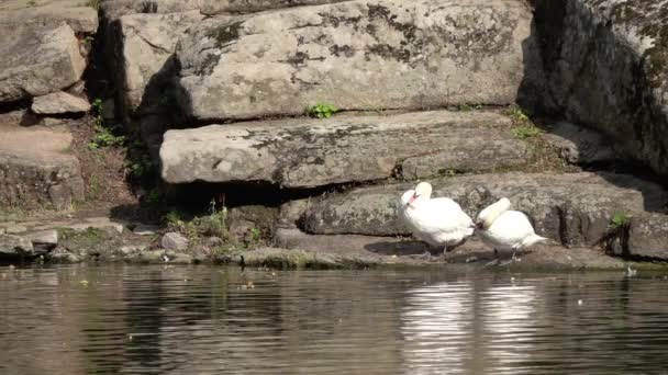 Dia Verão Ensolarado Costa Rochosa Lago Dois Cisnes Brancos Limpam — Vídeo de Stock