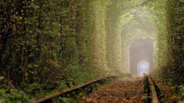 ウクライナだ Klevanの愛のトンネルで夏の終わり 風のない日に葉が落ちる — ストック動画