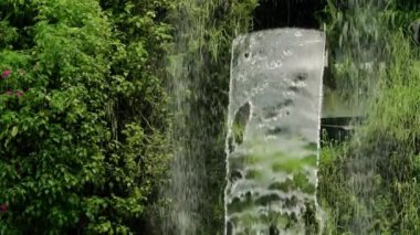 Singapur. Şelale, bitki örtüsü çiçekleri ile çevrili. Yavaş çekim