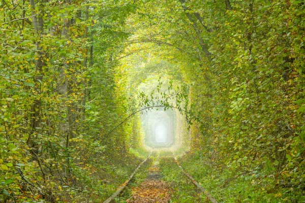 ウクライナのリヴネ地方の夏の日 Klevanの愛のトンネル 鬱蒼とした落葉樹林と鉄道 — ストック写真