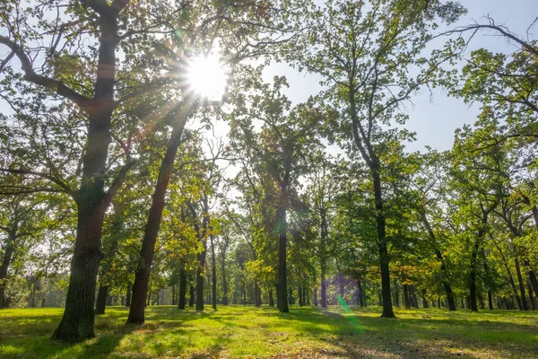 stock image Summer deciduous park. Sunbeams illuminate the lush foliage and green grass