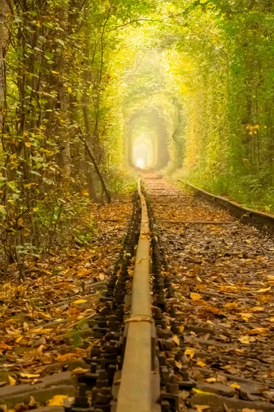 夏のウクライナの愛のトンネル ロベンスカヤ地方 密生した落葉樹林の鉄道 レールレベルからの眺め — ストック写真