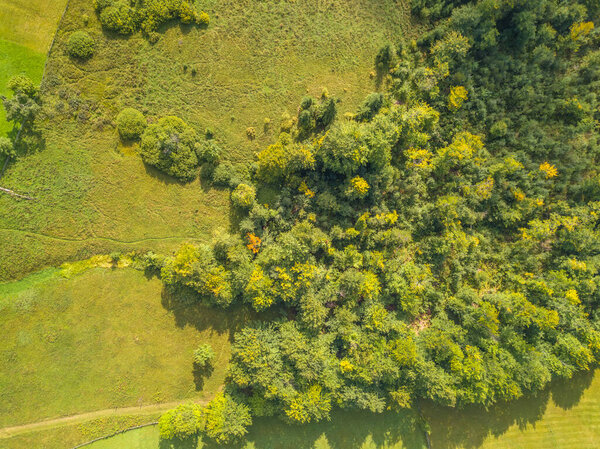 Sunny summer day. Thickets of deciduous shrubs on the outskirts of the pasture. Flat aerial view