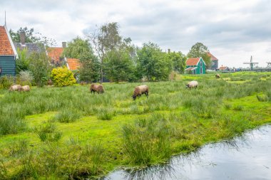 Hollanda 'da. Zaanse Schans 'ta bulutlu bir yaz günü. Tipik Hollanda evleri, uzakta otlayan koyunlar ve yel değirmenleri