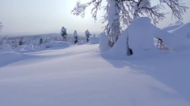 Kutup Finlandiya 'da çok kar vardır. Kış öğleden sonra güneş, karla kaplı kuzey ağacının dallarında parlıyor. Dikey Panorama