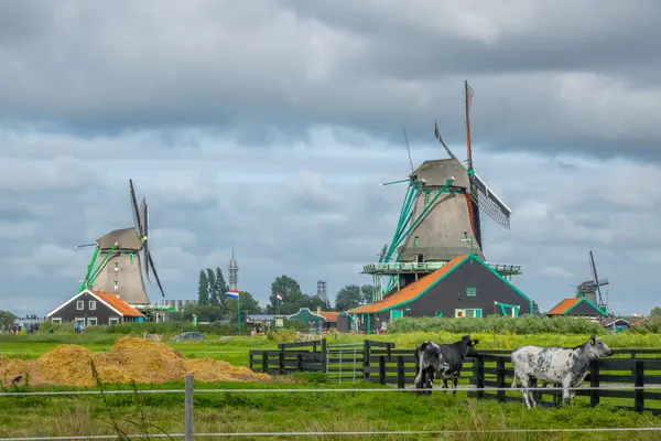 Hollandiában Felhős Nyári Nap Zaanse Schansben Tájkép Holland Szélmalmokkal Tehenekkel Jogdíjmentes Stock Képek