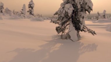 Kuzey Kutup Dairesi 'nin ötesinde Kış Finlandiya. Alacakaranlık güneşi ve seyrek karla kaplı ağaçlar.