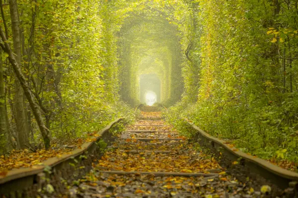 Herfstdag Regio Rivne Oekraïne Tunnel Van Liefde Klevan Dicht Loofbos — Stockfoto