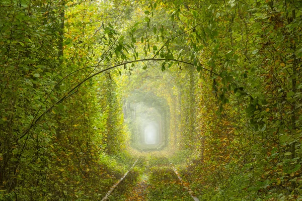 Herfstdag Regio Rivne Oekraïne Tunnel Van Liefde Klevan Dicht Loofbos — Stockfoto