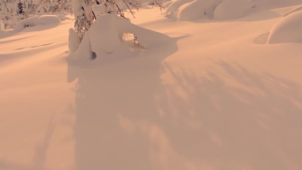 Winter Finland Arctic Circle Inglés Árboles Raros Cubiertos Nieve Una — Vídeos de Stock
