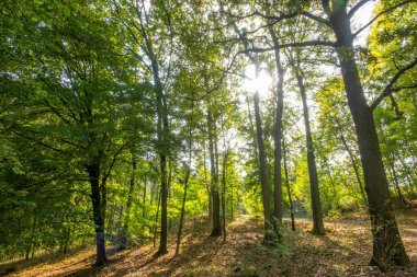 Bahar yapraklı park. Güneş, yamaçtaki genç yaprakları aydınlatıyor.