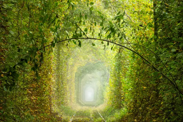 Solig Sommardag Rivne Regionen Ukraina Kärlekstunnel Klevan Romantisk Grön Gren — Stockfoto