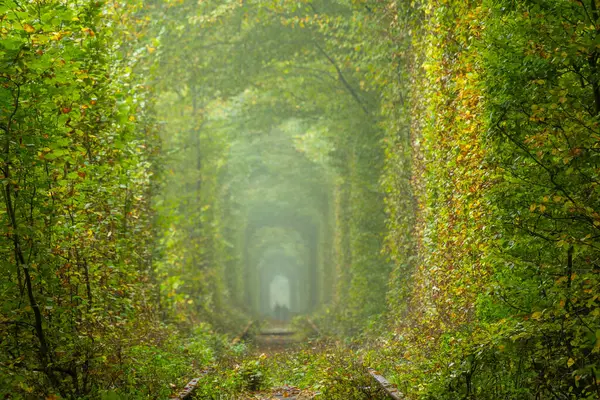 Zomer Dag Rivne Regio Van Oekraïne Tunnel Van Liefde Klevan Rechtenvrije Stockfoto's
