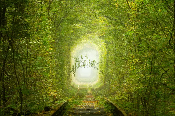 乌克兰Rivne地区阳光明媚的夏日 Klevan的爱情隧道茂密的落叶森林和浪漫的绿枝 图库图片