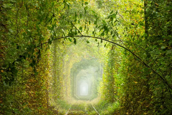 ウクライナのリバーン地域の晴れた夏の日 クレーンでの愛のトンネル ロマンチックな緑の枝 残忍な森林と古い鉄道トラック ストックフォト