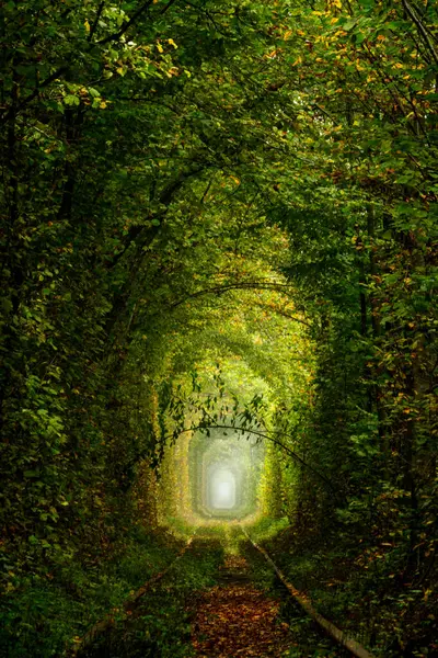 ウクライナのリバーン地域の晴れた夏の日 クレーンでの愛のトンネル 森は濃い影を生み出している ロマンチックな緑の枝 ストック画像