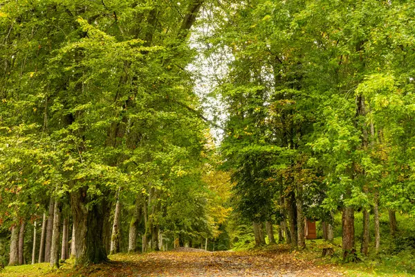 Ήσυχη Καλοκαιρινή Μέρα Ένα Καταπράσινο Πάρκο Πεσμένα Φύλλα Έναν Παλιό Royalty Free Εικόνες Αρχείου