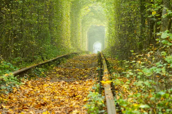 Zomer Oekraïne Tunnel Van Liefde Rovenskaya Regio Spoorweg Dicht Loofbos Stockfoto