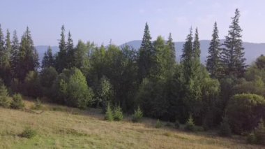Ukrayna Karpatlarında yaz mevsimi. İnsansız hava aracı, orman dağları arasındaki sisli bir sabah vadisinde otlaktan kalkıyor. Hava görünümü