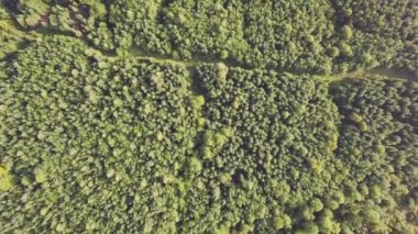 Ukrayna Karpatları 'nda yaz günü. Video arkaplanı. İnsansız hava aracı, kamerayı dikey indirerek ormanlık vadinin üzerinden uçuyor. Hava görünümü