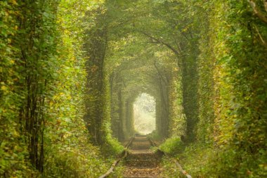 Ukrayna 'nın Rivne bölgesinde yaz günü. Klevan 'da Aşk Tüneli. Güneşli çizgiler ve gölgeler
