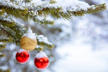 Kış kozalaklı orman. Karla kaplı ladin dalı. Dala iki tane kırmızı Noel ağacı ve bir tane de karla kaplanmış altın rengi ağaç.