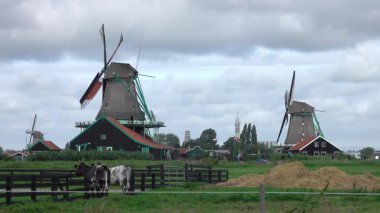 Hollanda 'da. Zaanse Schans 'ın üzerinde bulutlu bir gökyüzü. Yel değirmenleri ve inekler ön planda