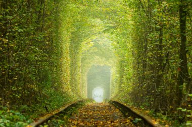 Ukrayna 'nın Rivne bölgesinde güneşli bir yaz günü. Klevan 'da aşk tüneli. Yaprak döken orman ve eski tren yolları