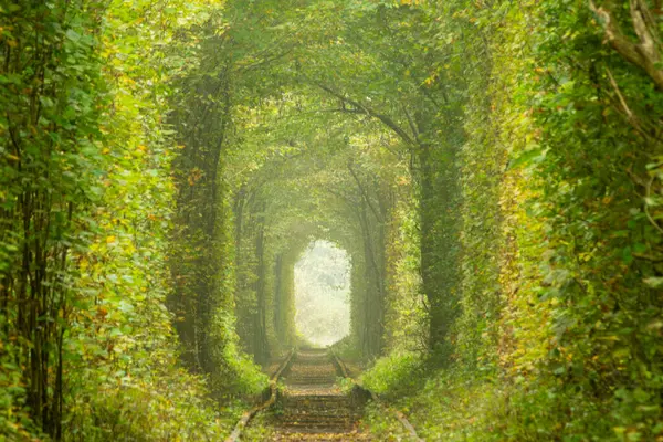 Ukrayna 'nın Rivne bölgesinde güneşli bir yaz günü. Klevan 'da aşk tüneli. Yapraklı orman ve çarpık demiryolu rayları